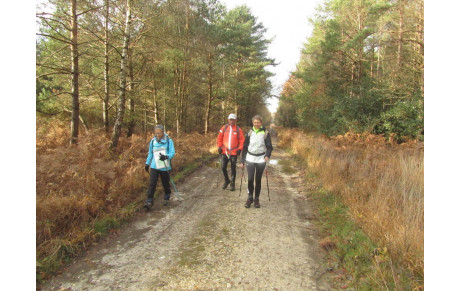 Marche Nordique en forêt du Gâvre